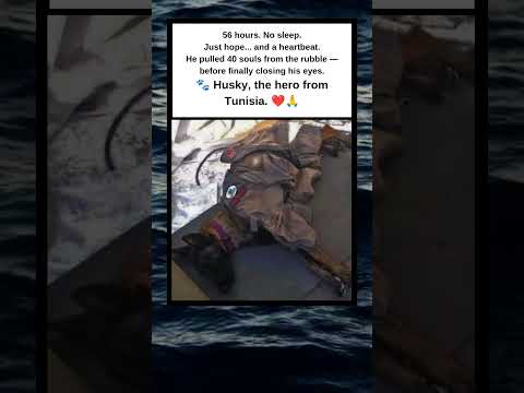 “He Saved 40 Lives Before He Slept — The Tunisian Hero Dog 🐶🇹🇳