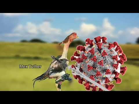 HERÓIS DE 2020: Adalberto e Z Alterado vs C0RONA  VÍRUS