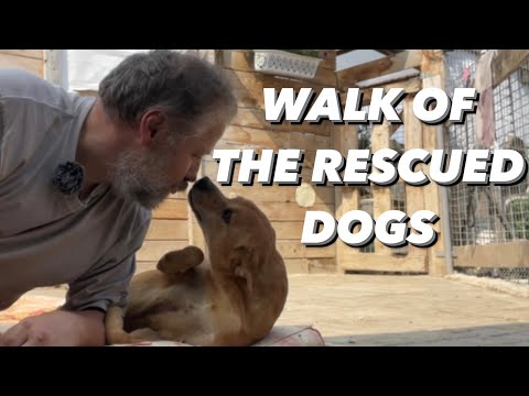 CAN YOU COUNT HOW MANY DOGS ON THIS WALK? / Animal shelter Tailed Happiness / Rescued dogs on a walk