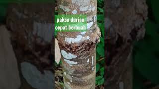 Download lagu How to Force a Durian Tree to Bear Fruit Quickly mp3 Download lagu How to Force a Durian Tree to Bear Fruit Quickly mp3