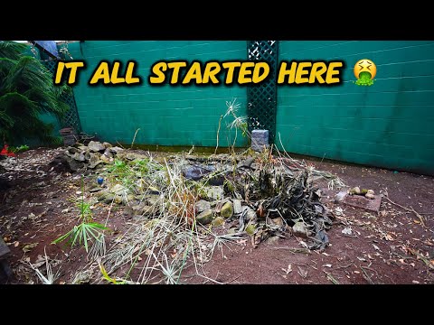 HOW WE COMPLETELY TRANSFORMED A 19 YEAR OLD POND! | THE BUTTERFLY PLACE WESTFORD MASSACHUSETTS