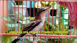 Download lagu Suara Gacor Burung Kapasan Kemiri, Suara Merdu Seperti Murai Batu mp3