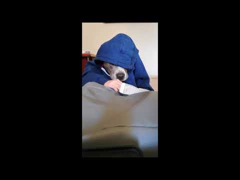 @rocky-amstaffblue8136 Amstaff śmieszny filmik #amstaff #amstaffblue #cute 