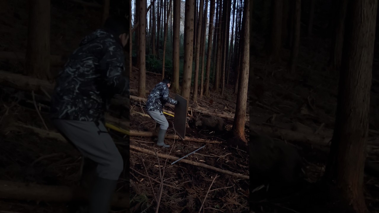 【有害鳥獣駆除】鼻括り成功！！　画面だと小さく見えるけど大きかったイノシシ。【狩猟】　#狩りボーイ #イノシシ #animals