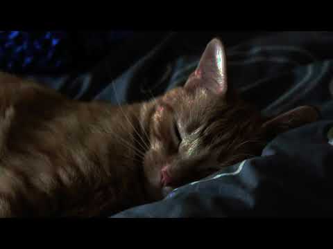 Carry You // Ruelle ft. Fleurie (slowed)