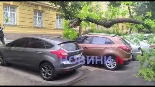 В центре Николаева упало дерево: полностью заблокирован проезд (видео)