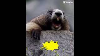 Download lagu Tupai panggil kakak mp3