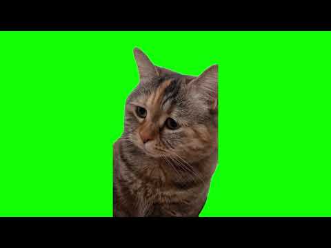 Green Screen Sad Meowing Cat Meme