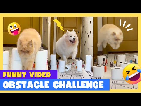 Cat vs. Dog Obstacle Challenge: Epic Pet Showdown!