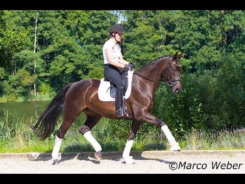 Stute von Franziskus