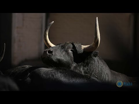 SORTEO | Corrida toros 27 mayo, Victoriano del Río