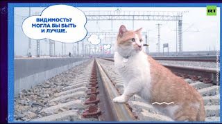 Видео: Инспектор Мостик: как главный кот Крымского моста проверял железнодорожные пути перед открытием