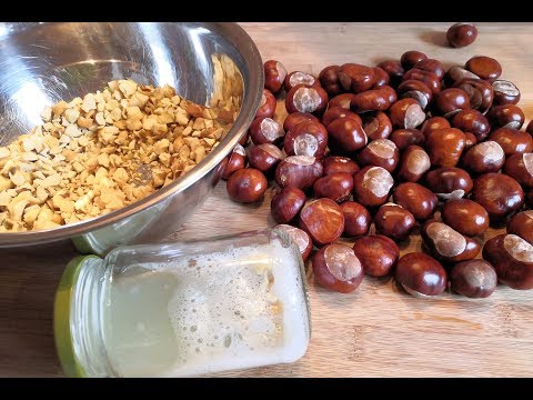 Waschkastanien für Einsteiger 🌰