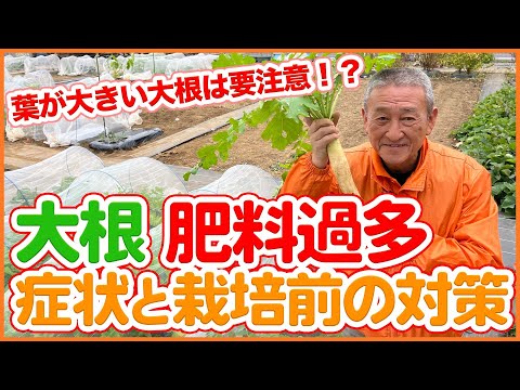 大根の葉に穴が空いてしまった！何のために ？それらをどのように治療すればよいでしょうか？  庭園