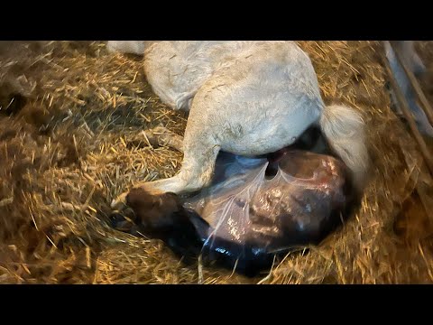 There it is!!!! Our first own foal in 2022!!☺️🎊🎉