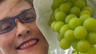 Vineyard adventures,picking grapes with friends.🍇