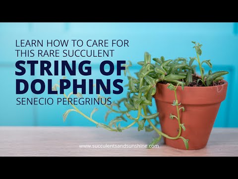 download lagu mp3 mp4 Where Can I Buy A Senecio Peregrinus, download lagu Where Can I Buy A Senecio Peregrinus gratis, unduh video klip Where Can I Buy A Senecio Peregrinus