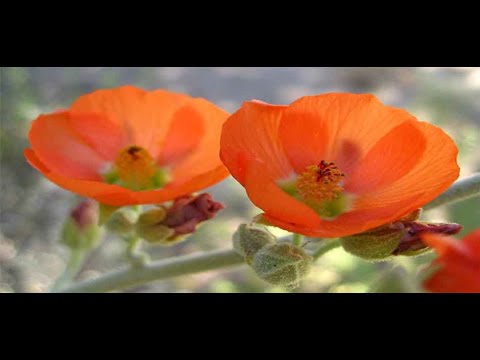 Native Plants of Coronado Historic Site - Narrowleaf Globemallow