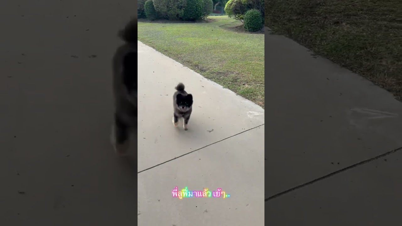 นายแบบ นางแบบสัตว์เลี้ยง - Pet therapy  - 2