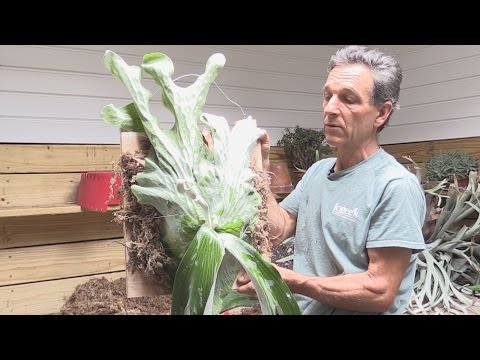 How to Divide and Mount a Staghorn Fern (Platycerium andinum)