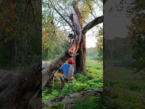 The storm/hurricane brought down trees in the Baltic States/Nordic States downed willow logs
