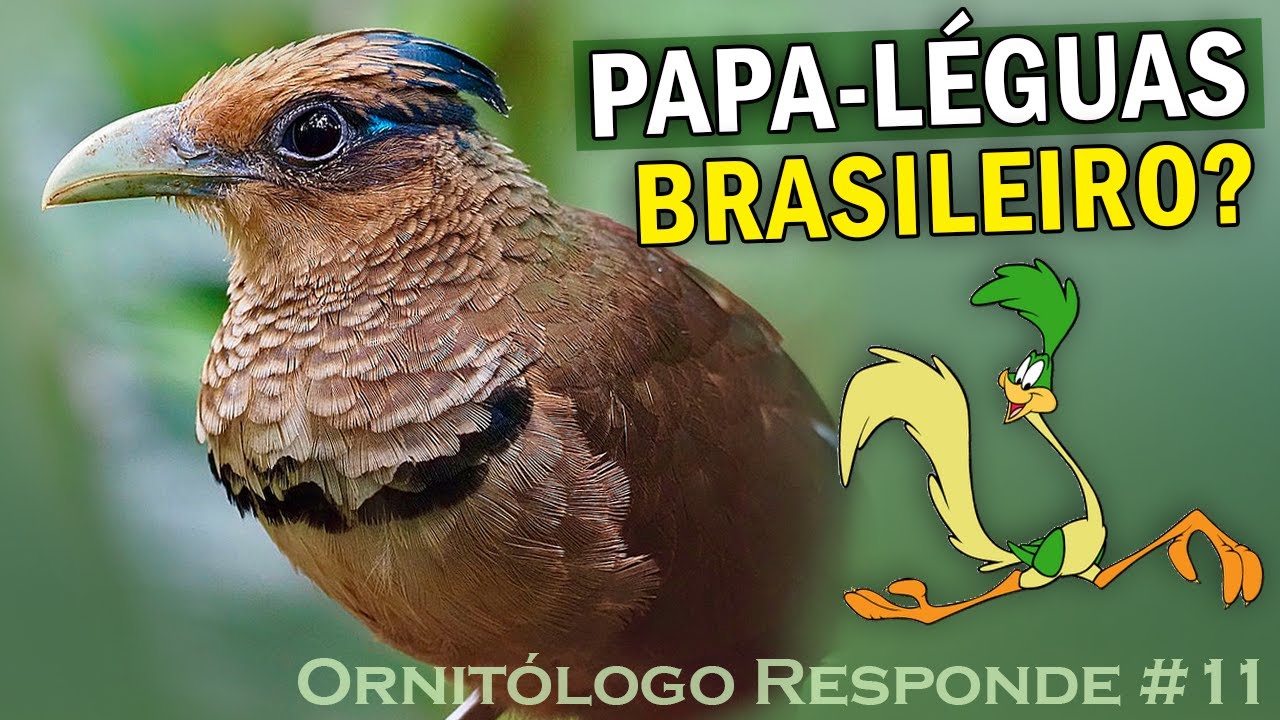 PÁSSAROS FICAM "BÊBADOS"? ORNITÓLOGO RESPONDE #11