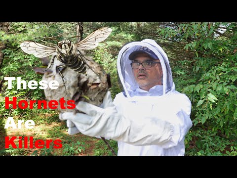 Bald Faced Hornets Nest Removal is Dangerous