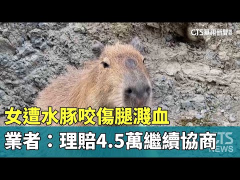 女遭水豚咬傷腿濺血　業者：理賠4.5萬繼續協商