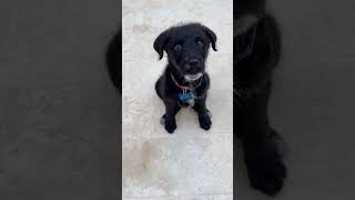 Video preview image #1 Poodle (Standard)-Unknown Mix Puppy For Sale in Corona, CA, USA