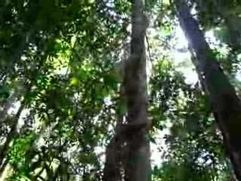 Maliau Basin, Sabah's Lost World (BorneoTravelGuide.Com)