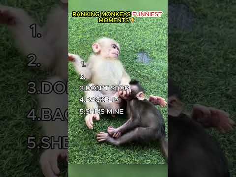 RANKING MONKEYS FUNNIEST MOMENTS😂  #funny #monkey #comedy #cute #ranking #memes #pets #animals