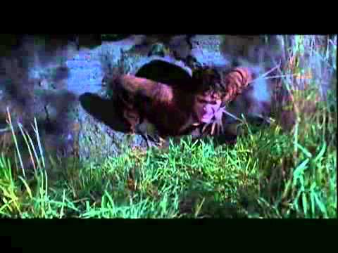 An American Werewolf In Paris Bush   Mouth