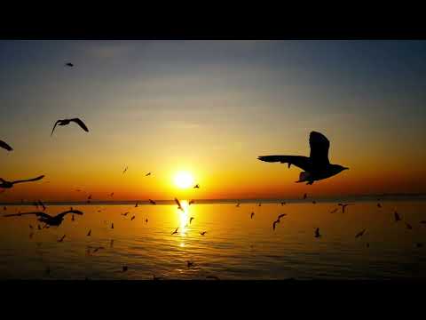 Nedaal $ Instrumental Version $ Ebo Krdum