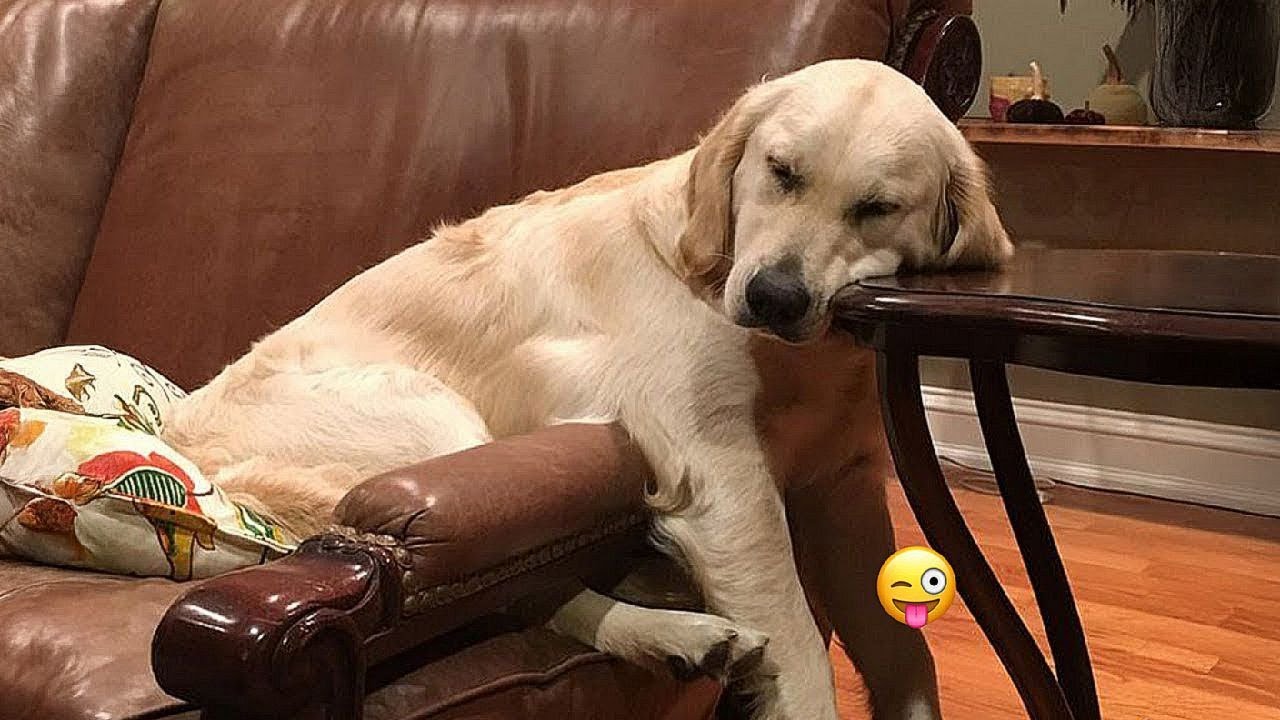 New Funny Animals 😂 Funniest Cats and Dogs Videos 😺🐶 2024 part 30