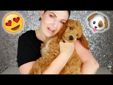MEET MY PUPPY!! So Fluffy & Cute! Standard Poodle Puppy Video
