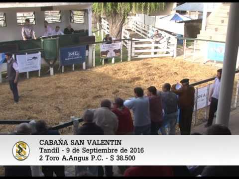 09-09-16__Venta de Toros A.Angus P. C. -  Cabaña San Valentin -  Tandil