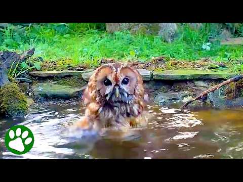 This Is What Happens When You Build A Wildlife Pond