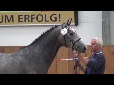 Numero Uno-Caretino stallion * 2013