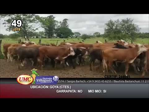 Lote 140 Terneras en Goya, Corrientes