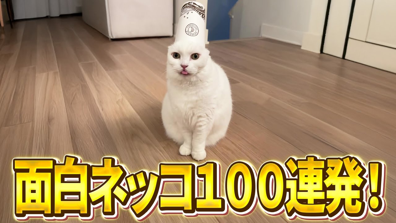【2ch動物スレおもしろ猫100連発！】スタバ店員に憧れた結果...→こんなやつおらんw