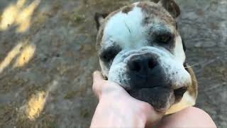 Video preview image #1 Bulldog-Unknown Mix Puppy For Sale in San Jose, CA, USA