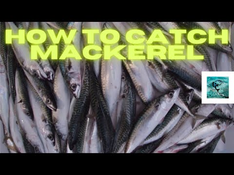 How to catch Mackerel Light fishing #fishing #tutorial #mackerel