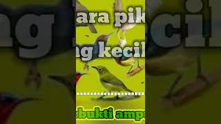 Download lagu suara pikat semua jenis burung kecil mp3