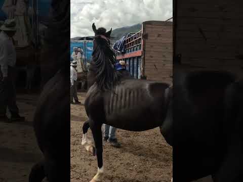 Plaza pecuaria san Marcos Cajamarca Perú