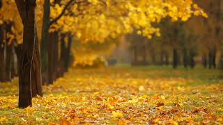 Download lagu Wind Blown Leaves Sound Effect mp3 Download lagu Wind Blown Leaves Sound Effect mp3