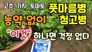 고추가지토마토 청고병(풋마름병) 농약 없이 이것으로 예방합니다 청고팡 고추토마토 청고병 예방 및 치료 미생물…