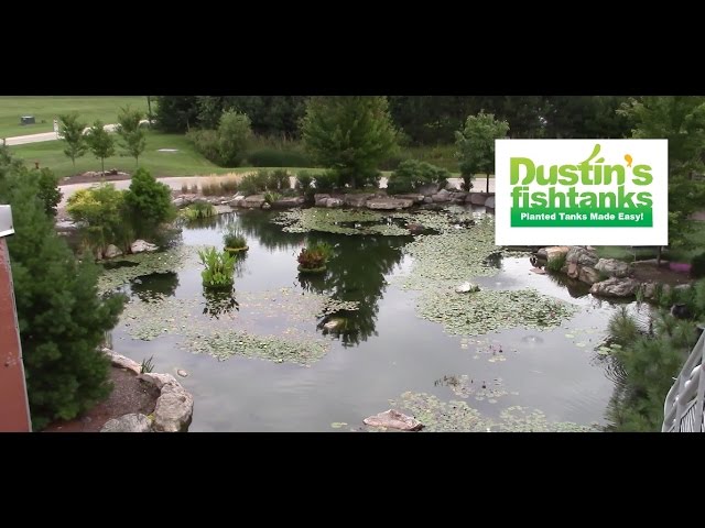INSANE Garden Pond  -Aqualand