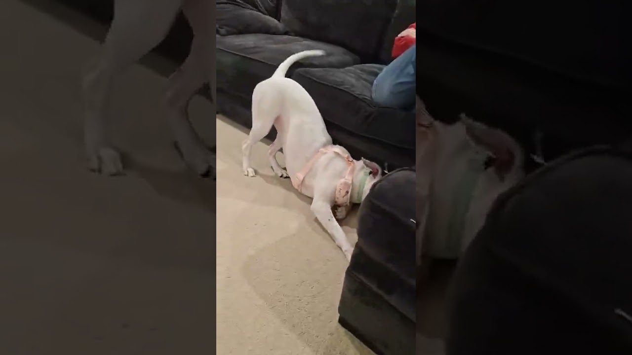 Alice, a Adoptable mixed breed in Worcester, MA video 6/6