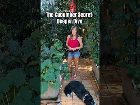 Last Part Of The Cucumber Secret