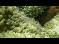 Sun Anemone Environment, Caribbean Reef Vieques, Puerto Rico, 4k video with sound
